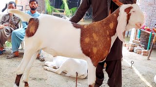 نوید گوٹ فارم  پاکستان کے دو خوبصورت بکری ڈے پیور گلابی چہروں والے ماشاءاللہ کیا بات ہے 03487484726