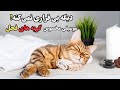 این موسیقی گربه فحل شما را آرام می کند این موسیقی گربه فحل شما را آرام می کند