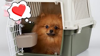 How to Stop Your Dog from Barking in His Cage the RIGHT Way