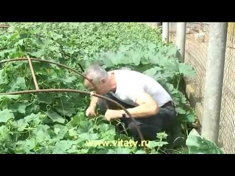 геморой с доктором поповым