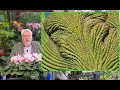 CACTUS ET AUTRES PLANTES QUI POUSSENT DE FAÇON ÉTRANGE ET DÉCORATIVE Le Quotidien Du Jardin N 60 CACTUS ET AUTRES PLANTES QUI POUSSENT DE FAÇON ÉTRANGE ET DÉCORATIVE Le Quotidien Du Jardin N 60