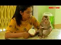 Baby Monkey, Clever Kako And Mom Enjoy Jicama Very Delicious