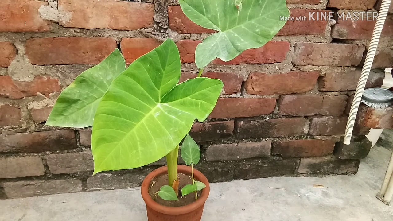 Elephant ear plant care