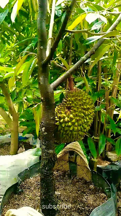Tanpa pupuk mahal tapi berbuah-Cara merawat tabulampot durian agar cepat berbuah-@Jayakebunorganik225