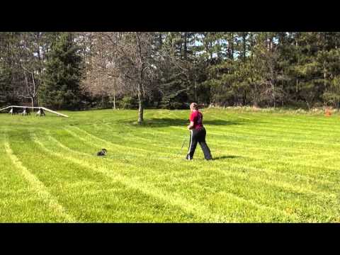 willow-(manchester-terrier)-obedience-training-demo