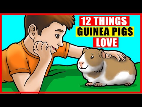 12 Things Guinea Pigs Love the Most