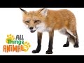 * FOX * | Animals For Kids | All Things Animal TV