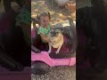 These Two!❤️❤️ #garden #gardendelight #gardendesign #pug #pugslife