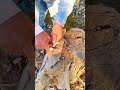 survival bushcraft skills #outdoors #campping #bushcraft #fire