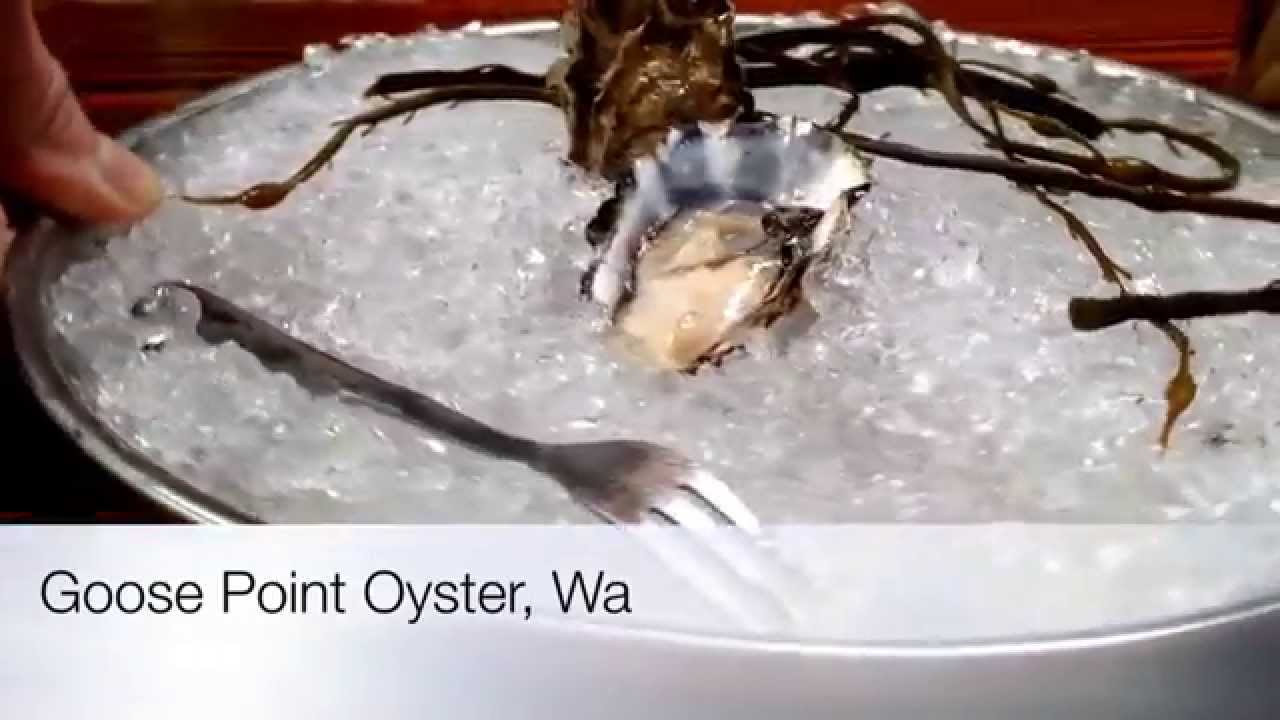 Goose Point Oyster, WA