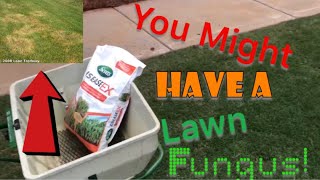 How to prevent and cure lawn fungus with fungicide
