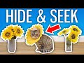 Can You Find My Cat In This Video?