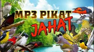 Suara BURUNG KECIL RIBUT | JAHAT