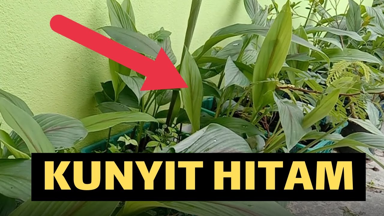 Mudahnya Tanam Kunyit Hitam Dalam Polybag Utuh Tutupang Banjar YouTube