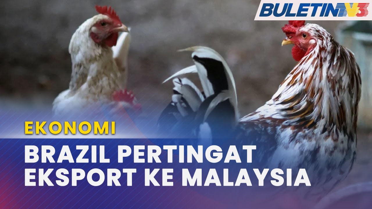 EKONOMI | Brazil Sasar Ganda Eksport Daging Ayam Halal Ke Malaysia