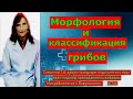 Грибы в микробиологии. Морфология и классификация грибов