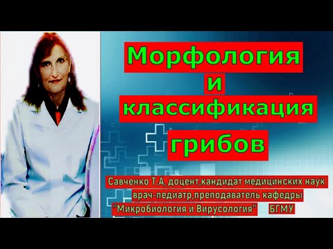 Грибы в микробиологии. Морфология и классификация грибов