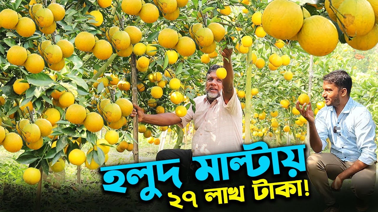 হলুদ মাল্টায় প্রতিগাছে সাড়ে ৭ হাজার টাকার ফল বিক্রি কৃষকের | উদ্যোক্তার খোঁজে