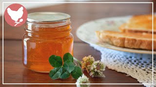 How to Make Clover Jelly  Foraging on the Homestead