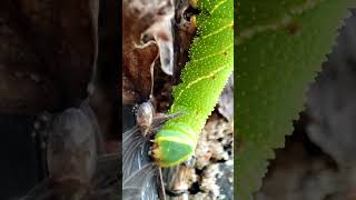 Танец Гусеницы - Большая зеленая гусеница бражника - Big Green Caterpillar - #Shorts