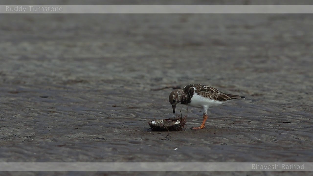 Ruddy Turnstone - Arenaria interpres
