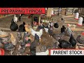 CONSIDER THIS WHEN  PREPARING FOR TYPICAL  LOCAL PARENT STOCK BREEDING WITH DR. ISA LUIGARE