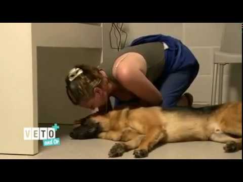 Vidéo: Une vétérinaire parle de ses «échecs» avec sa famille d'accueil - et de la raison pour laquelle elle a décidé de garder les animaux domestiques pour toujours