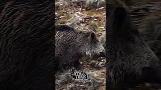 #atateam #wildhogs #chasseausanglier #domuz #domuzavi #wildboar #wildlife #ata #deer #sanglier