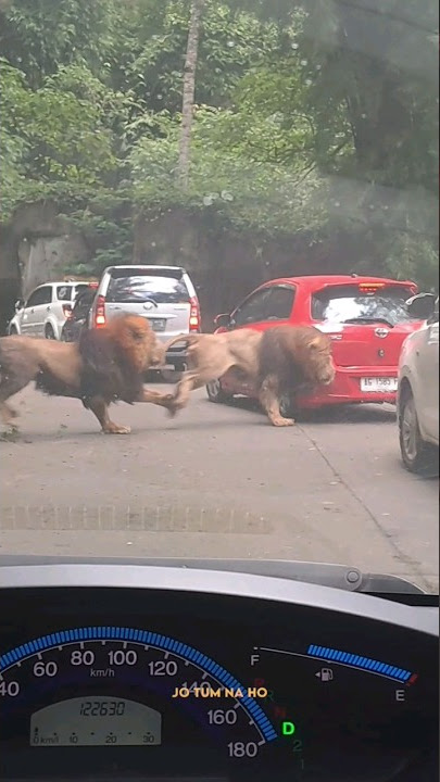 Akibat Perkelahian Singa,tabrak Mobil Pengunjung di Taman Safari.