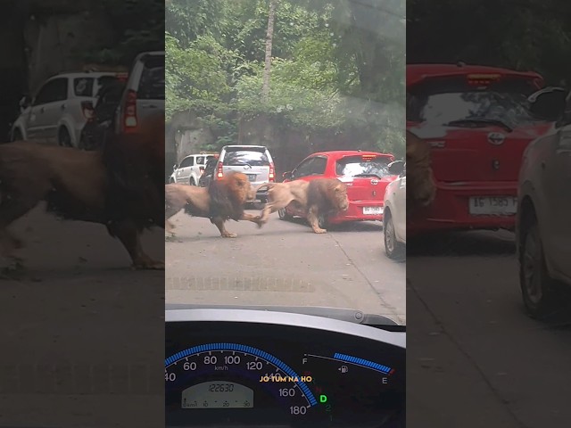 Akibat Perkelahian Singa,tabrak Mobil Pengunjung di Taman Safari. class=