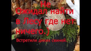 Снова Рубль!!! Лес где нет ничего.)