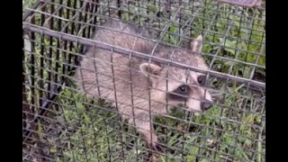 How I caught a Raccoon by TimTools99 274 views 9 months ago 41 seconds