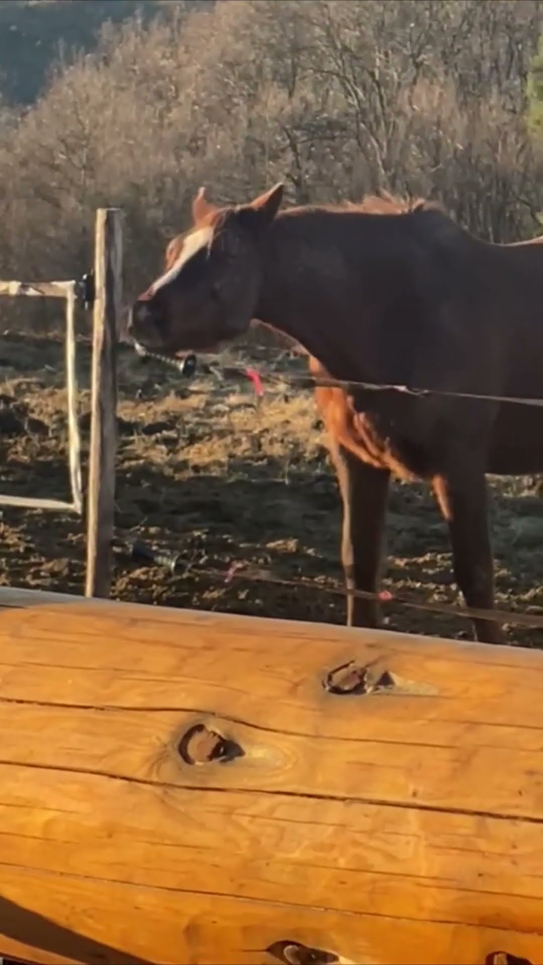 Curious Horse Nibbles Electric Fence and Gets Zapped