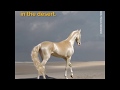 Golden Horse