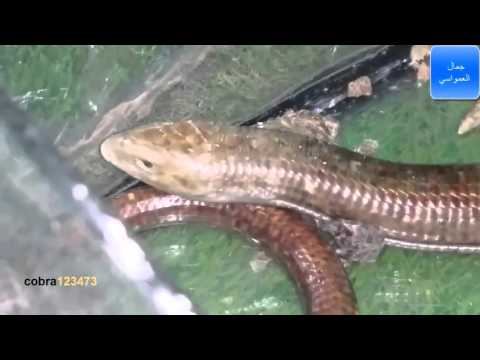 قتال بين ذكرين ابو قرع مع جمال العمواسي