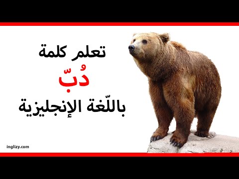 دب باللغة الإنجليزية L سلسلة أسماء الحيوانات بالإنجليزية