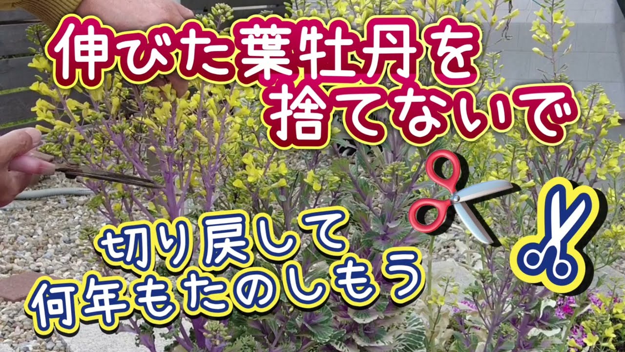 ミニミニハボタン。育て方です。間も無くシーズン！ですね ミニハボタン作りに挑戦 | そうだタネまこう | 株式会社トーホク