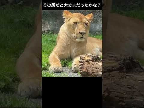 今日のライオンのオリト イオ 旭山動物園 Lion かわいい かっこいい 美男美女 美人 Cute Zoo Today Shorts Youtube