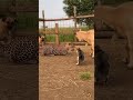 Leopard Crashes Into Garden — Ducks Fly, Cat Hisses, Barrel Chaos! #catshorts #viral #animalshorts