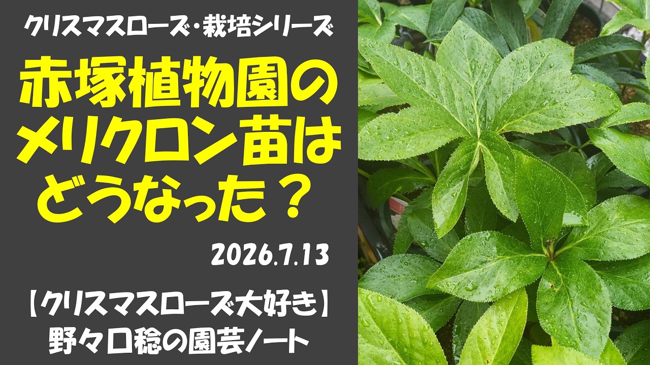 花摘み 7/13/2026 What happened to the Akatsuka Garden Center tissue
