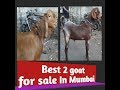 #Goatforsale #mundabakara #GoatinMumbai