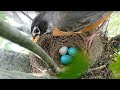 Brood parasitism: American Robin rejects a Cowbird egg