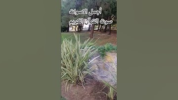 قران كريم🤲 بصوت جميل للشيخ اسلام صبحي#المصحف #اكسبلور#راحة_نفسية#اكسبلور #اسلام_صبحي#المصحف ❤️