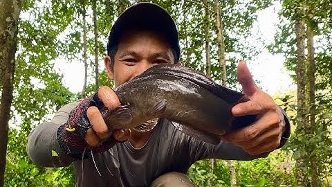 Bẫy Cá Dưới Đầm Cây Mục Nhiều Cỏ Nầy Dính Rất Nhiều Cá Khủng / fish trap in the wild lagoon