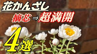 花 花かんざしの育て方 摘芯 Youtube