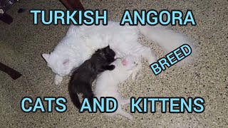 TURKISH ANGORA BREED CATS AND KITTENS