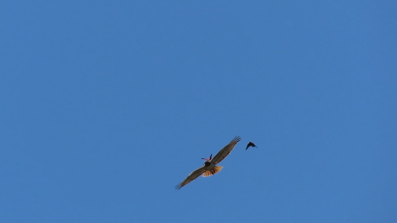Red winged Blackbird Rides Red tailed Hawk 