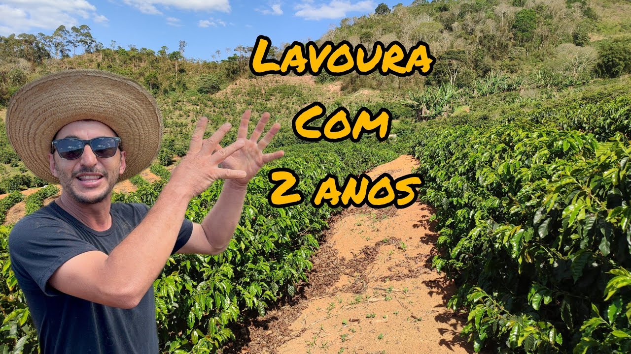 Como fazer sua lavoura de cafe ficar assim com 2 anos?