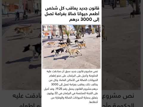 غرامة مالية لمن يطعم القطط والكلاب والحمام لا حول ولا قوة إلا بالله
