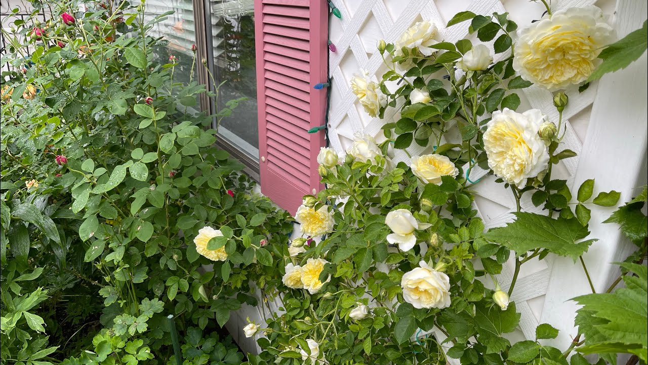The Pilgrim and Crown Princess Margareta - Two yellow DA climber roses - June 2022
